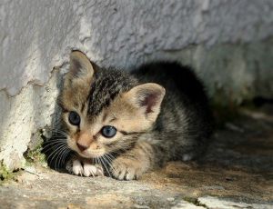   顽皮的小猫。