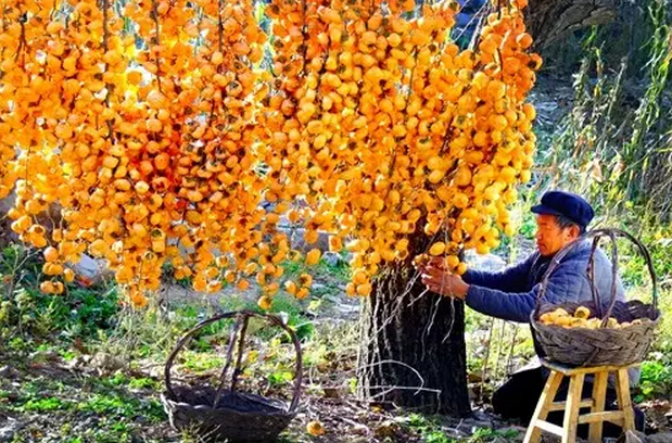 丰收的喜悦